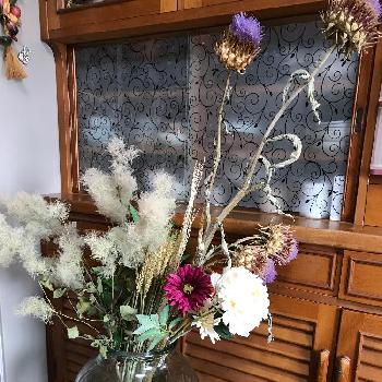 アーティチョークのドライの投稿画像一覧 Greensnap グリーンスナップ