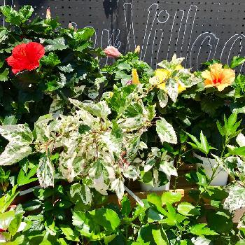 たまプラーザの投稿画像一覧 Greensnap グリーンスナップ