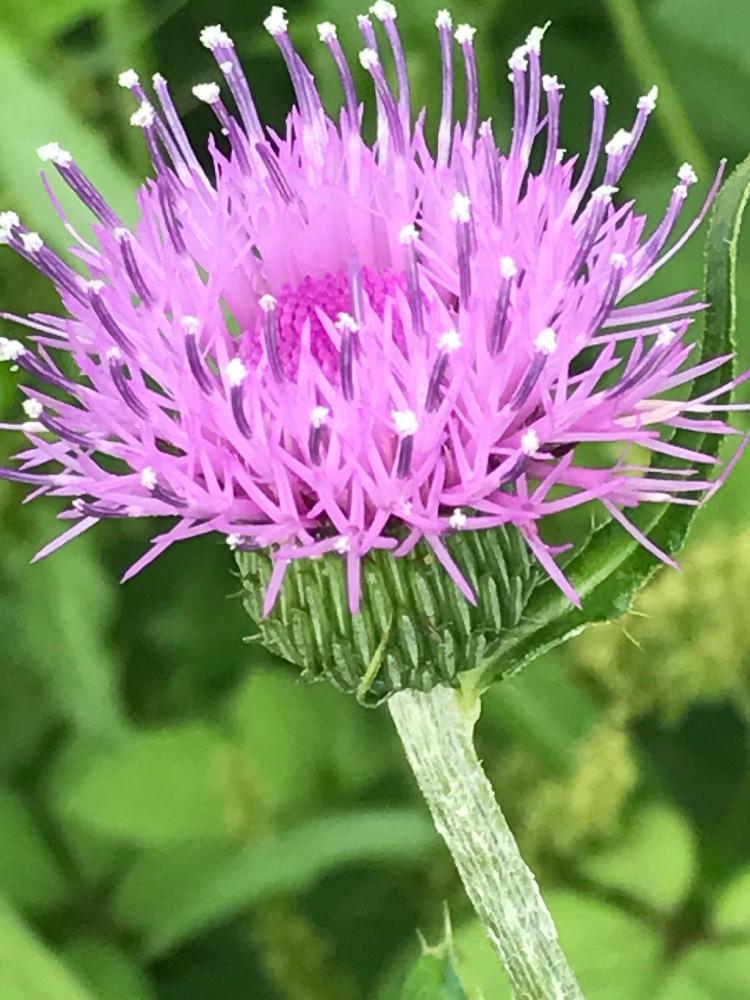 アザミの投稿画像 By あるくさん 道端と自生と山野草と河原の花 17月7月10日 Greensnap グリーンスナップ