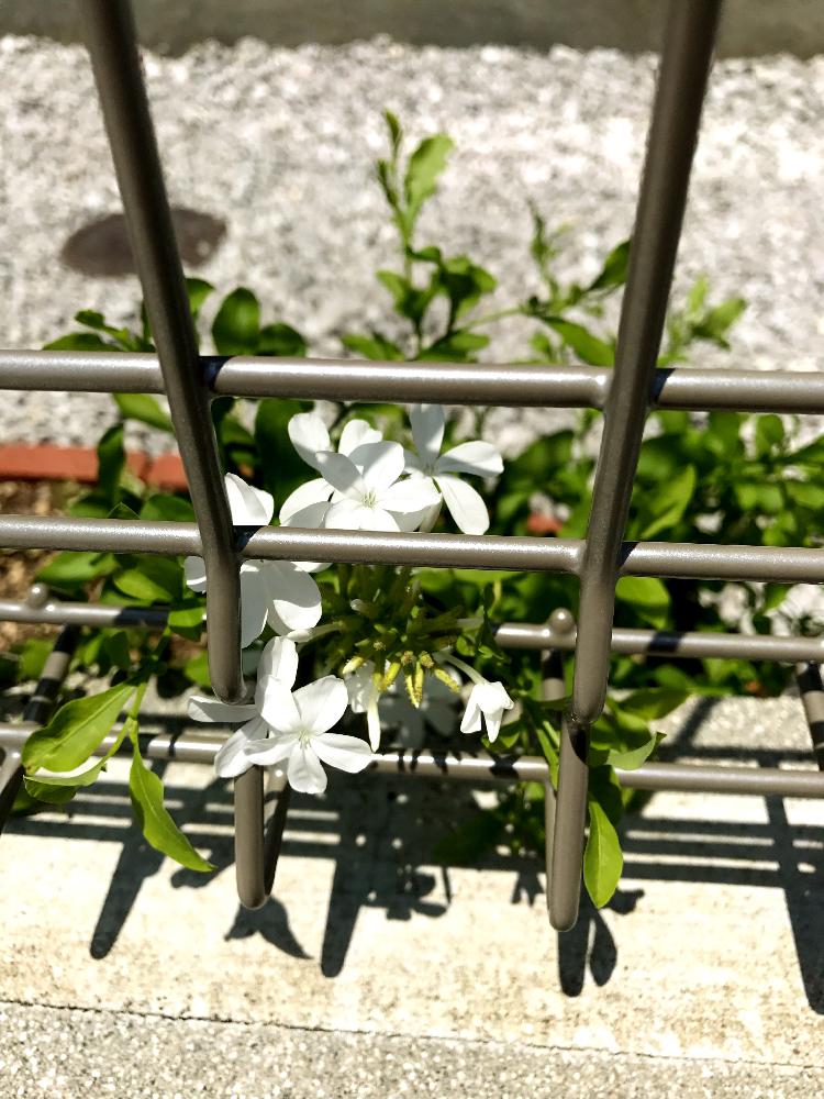 ルリマツリの投稿画像 By Azuさん 花のある暮らしとグリーンのある暮らしと初心者です 17月7月10日 Greensnap グリーンスナップ