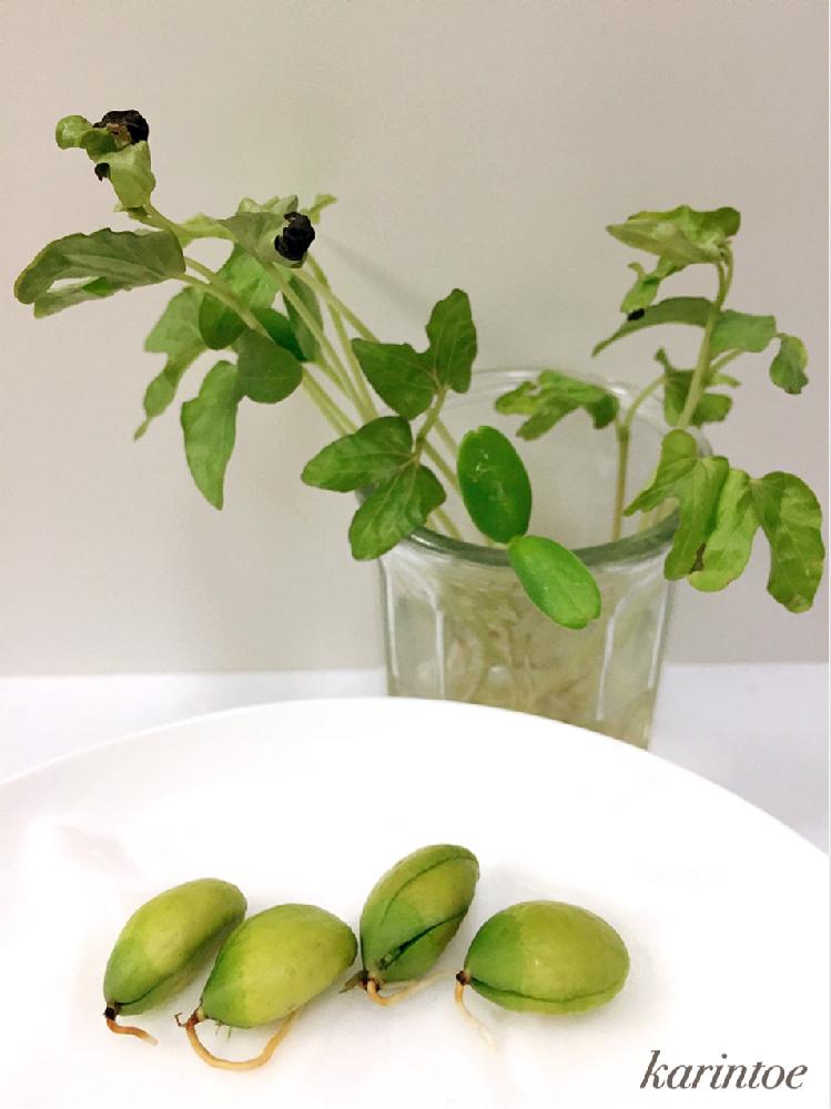 朝顔の投稿画像 By Karintoeさん アサガオとメロンとメロン 肥後グリーンと枇杷 とキュンキュン乙女倶楽部と17 7と水栽培とキュンキュン乙女倶楽部no 40と 種 っ子隊 と今日の一枚とナチュラルスタイルと100万枚記念 とっておきの植物コンテストとビワと部屋とkarintoe S