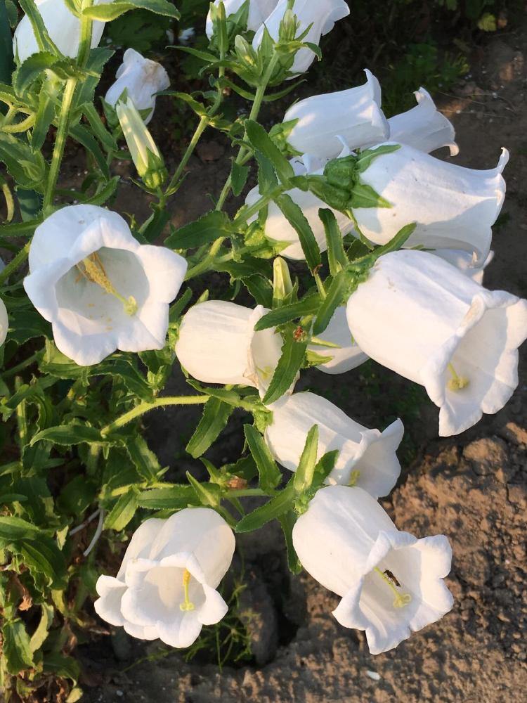 ツリガネソウの投稿画像 By Pinkalicious775さん カンパニュラと咲いた とかわいいな と白い花 17月7月10日 Greensnap グリーンスナップ