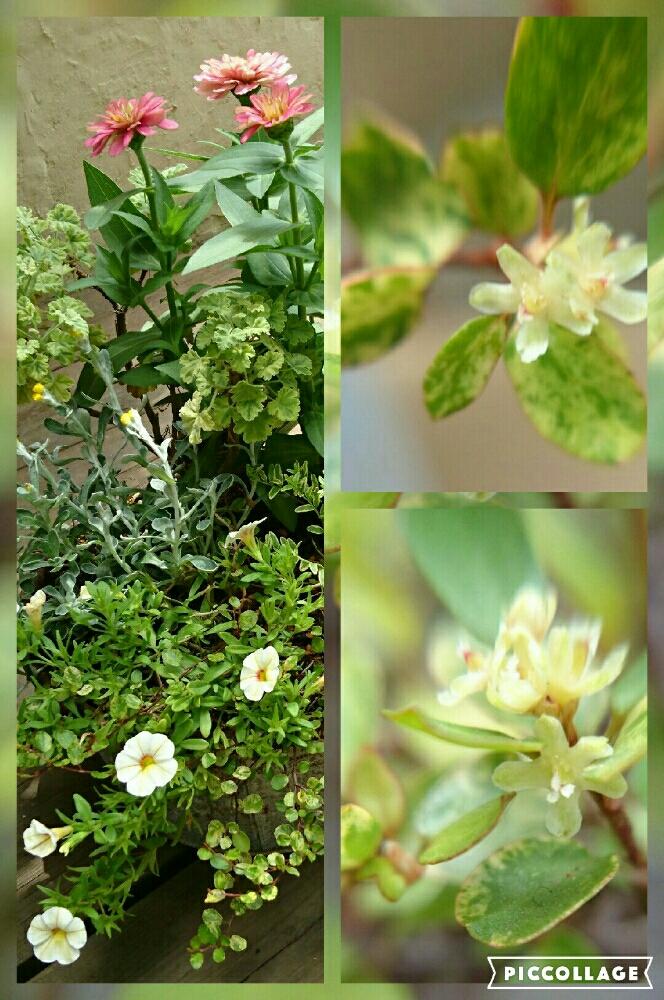 ロニセラ レモンビューティの投稿画像 By I 623さん クリンセファラム イエローボタンとクリンセファラムとワイヤープランツスポットライトと斑入り ワイヤープランツと小さな庭とhtc No 61とhtcとピンクの花と寄せ植えとマダム倶楽部と黄色い花と癒されると小さい花と花