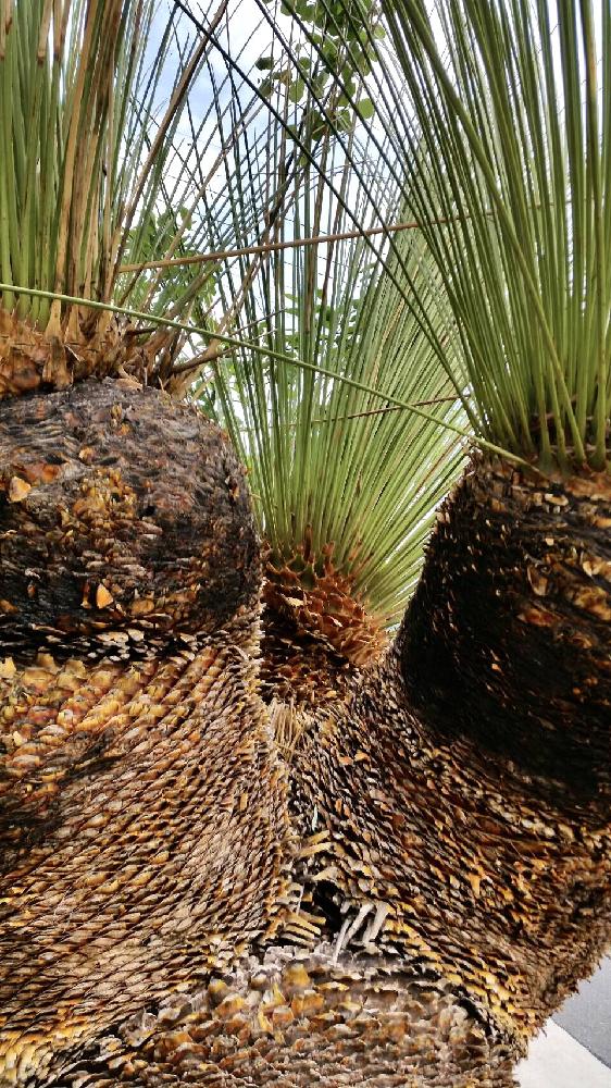 観葉植物ダシリリオン・ロンギシマム - その他観葉植物