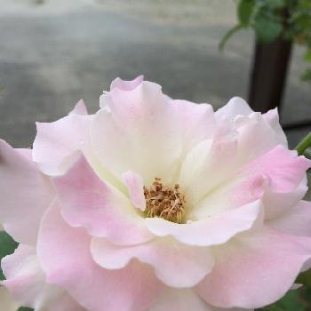 薔薇が好きだなあ♡の画像 by チャッピーさん | 車庫とありがとう❤️と梅雨に負けないと富山支部と大事にするね❤︎と癒される～と花のある暮らしと薔薇が好きだなあ♡とあぁ、うっとり♡と綺麗な色ˉ̶̡̭̭( ˭̵̵̵̵͈́ ꇴ ˭̵̵̵͈̀ )ˉ̶̡̭̭とかわいい❤
