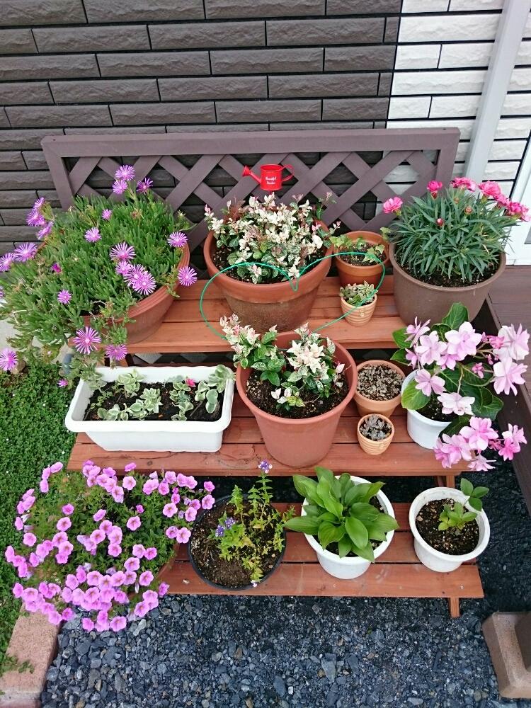 ミリオンベル の投稿画像 By てんぐさん プランターと手作りの庭と花壇と鉢植えと我が家の庭とdiyと花のある暮らしと可愛いピンク色 17月7月12日 Greensnap グリーンスナップ