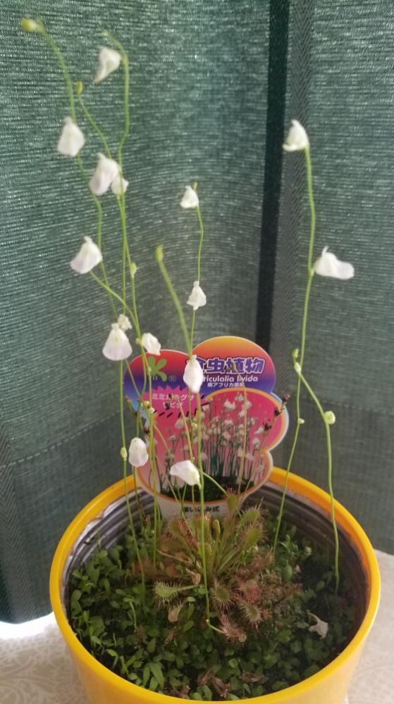 モウセンゴケの投稿画像 By 藍さん ミミカキグサと多肉植物と植中毒とミミカキグサリビダとタニラーと北海道と食虫植物 ミミカキグサ リビダ 17月7月12日 Greensnap グリーンスナップ