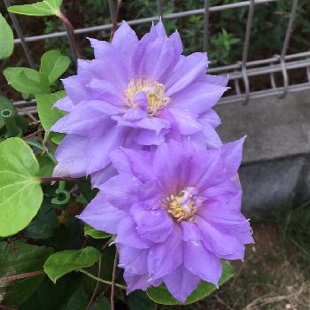 カラーバイオレットの画像 by annamamさん | 小さな庭と紫クレマチスと梅雨に負けないとクレマチス♬とカラーバイオレットと花のある暮らしとクレマチス 鉢植えとクレマチス咲き始めた