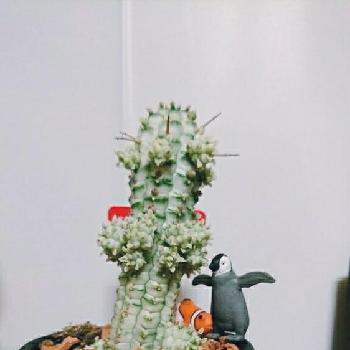 ユーフォルビア ミルクトロンの画像 by ほぼさん | 部屋とユーフォルビア ミルクトロンとユーフォルビアと多肉植物