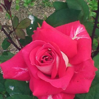 薔薇 ラブの画像 by 日和さん | 小さな庭と薔薇 ラブと花のある暮らしと薔薇♪とバラ・ミニバラとラブ♡