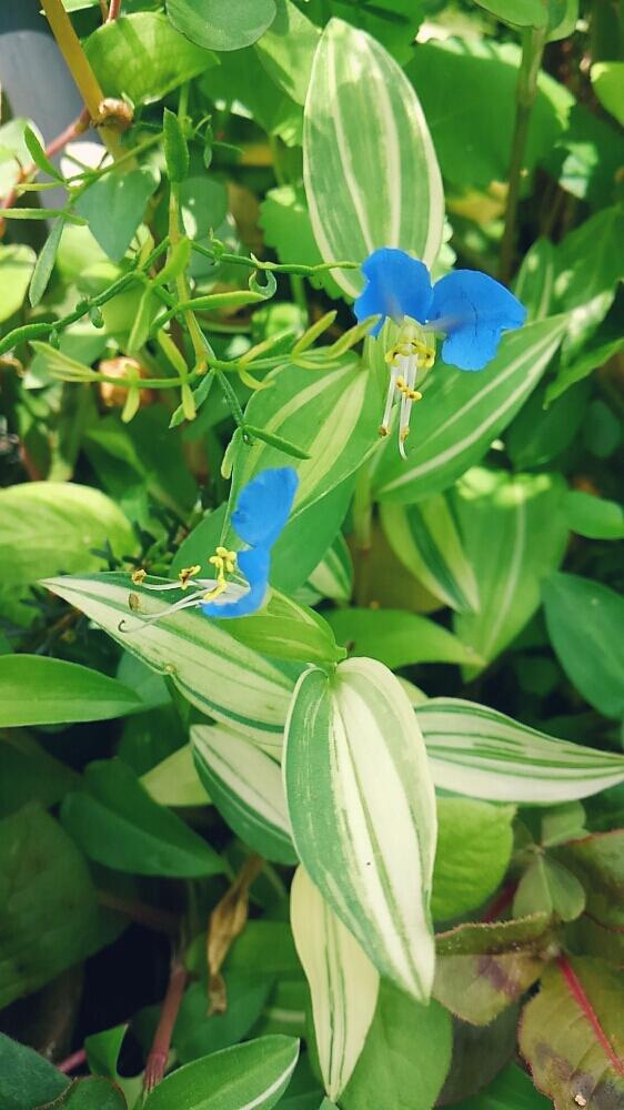 斑入りツユクサの投稿画像 By Ladybirdさん Htcと青い花と斑入り好き と今日の一枚と今日のお花とガーデニングと咲いた 17月7月13日 Greensnap グリーンスナップ