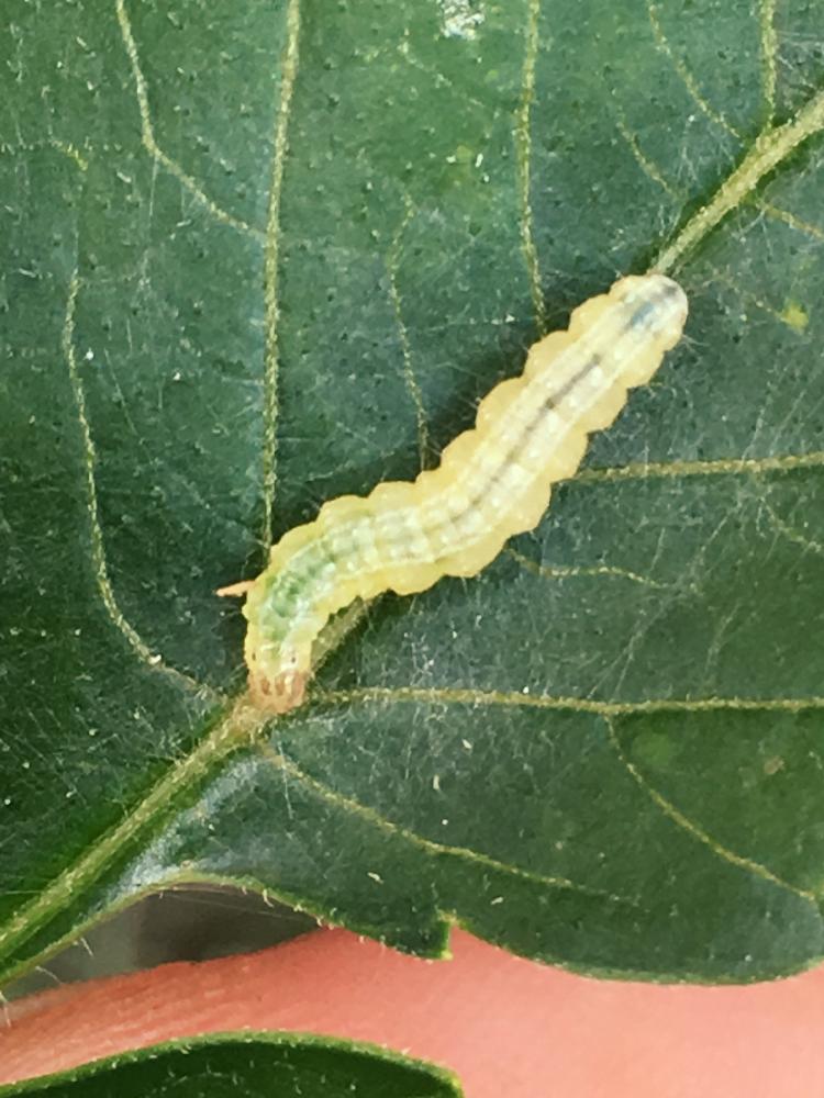 皇帝ダリアの投稿画像 By 成長記録保存用さん 害虫被害と雨ざらし 17月7月13日 Greensnap グリーンスナップ