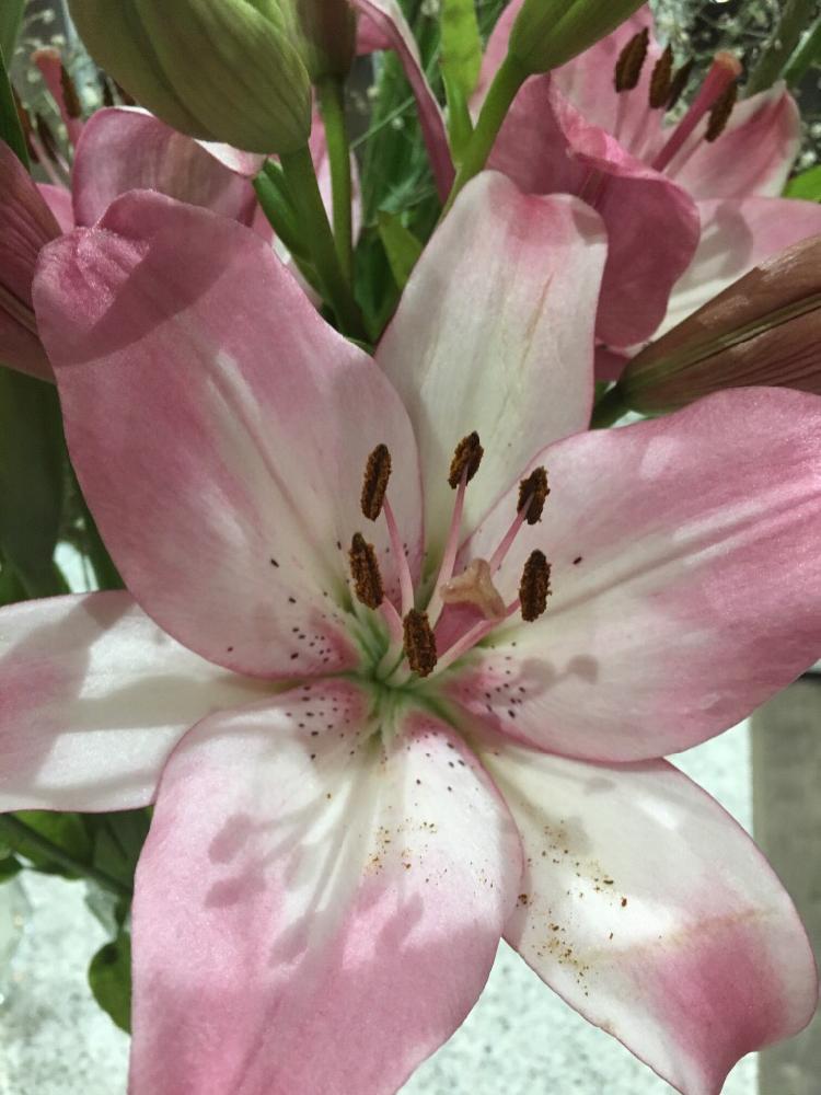 ユリの投稿画像 By Pinkalicious775さん ユリ科とピンクの百合とかわいいな とユリの花と咲いた と花のある暮らし 17月7月13日 Greensnap グリーンスナップ