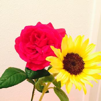 present for me♡の画像 by leosun♡35さん | インテリアとヒマワリとバラとご褒美♡と可愛いお花とほっこり♡と日々の暮らしの中の幸せとひとめぼれ♡と今日のお花とお花のある生活とプレゼント for meとご褒美フラワーとpresent for me♡と一目惚れ♡flowers