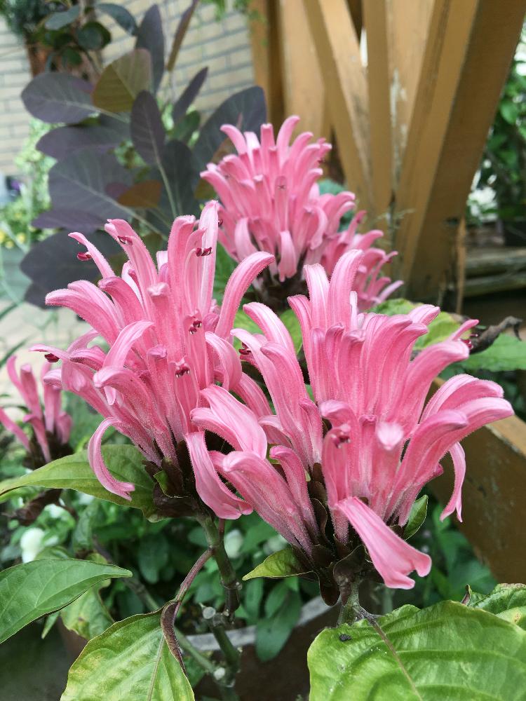 ピンクの花の投稿画像 By ヒューケラさん 夏の花と鉢植え 17月7月14日 Greensnap グリーンスナップ