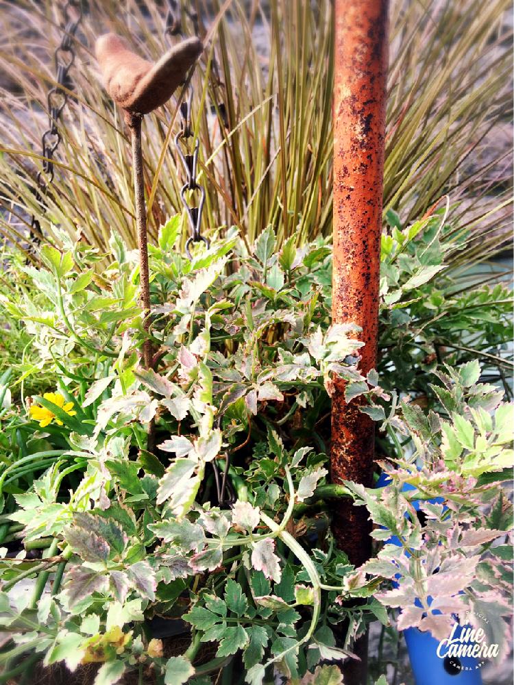 斑入りセリ フラミンゴの投稿画像 By イーナさん カレックスアウバウムと花のある暮らしとサビサビと夏にも負けないとみどりのある暮らしとランナーと森の精霊のいる場所とグリーングリーン とオブジェ 17月7月14日 Greensnap グリーンスナップ