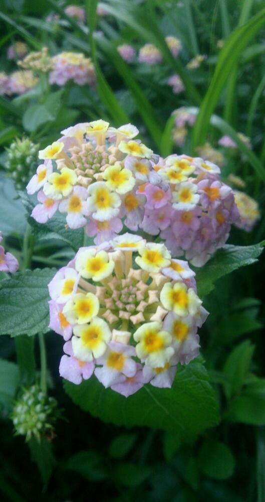 ランタナの投稿画像 By Hideさん 毎年咲くとほったらかしと今日のお花と職場 17月7月14日 Greensnap グリーンスナップ