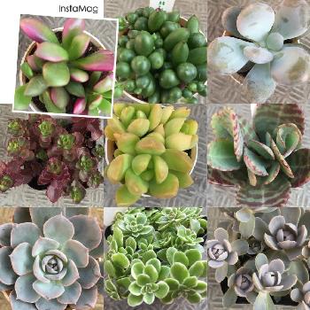 吉本花城園の投稿画像一覧 Greensnap グリーンスナップ