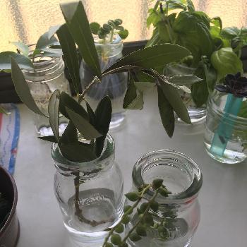 とりあえず水耕栽培 の投稿画像一覧 Greensnap グリーンスナップ