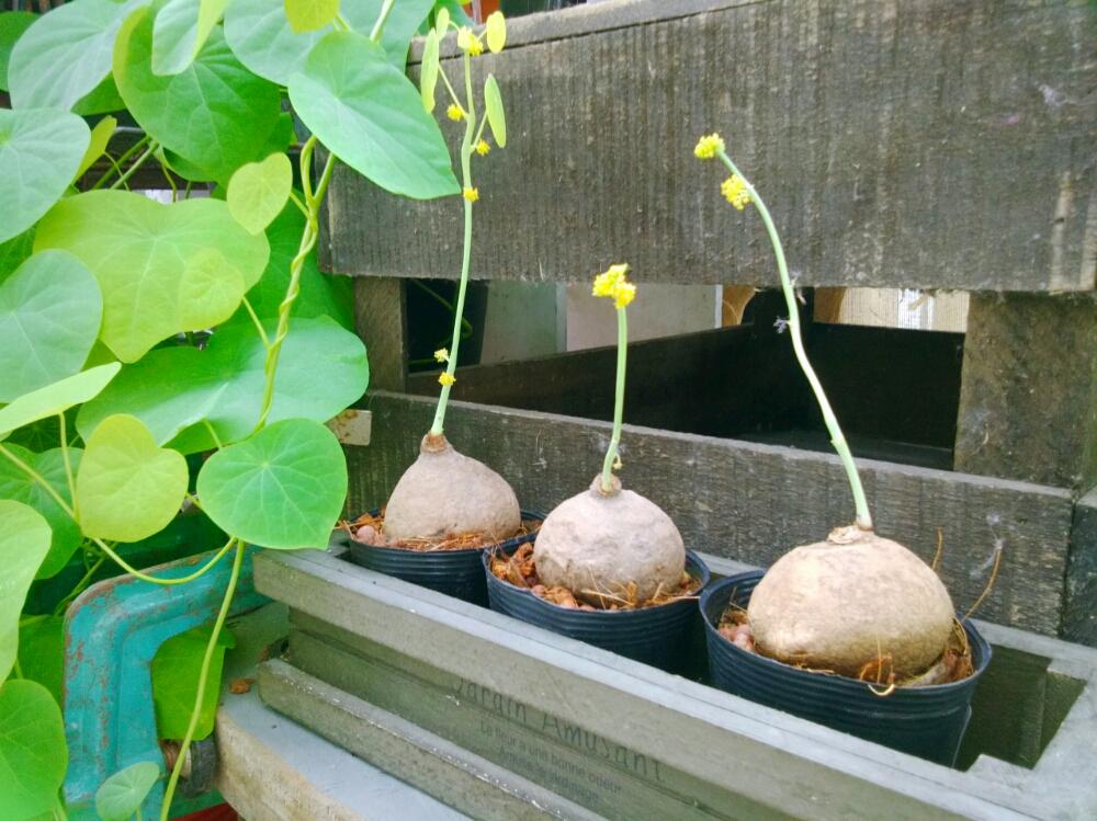 ステファニアエレクタの投稿画像 By ガーデンガーデンさん 部屋とお気に入り と梅雨に負けないとコーデックスと植中毒とステファニア属と可愛いと花のある暮らしとアウトドアリビングとビザールプランツとインテリアグリーンとバルコニストとお気に入り と梅雨に負け