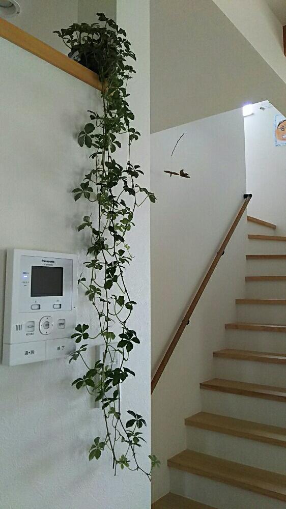 シュガーバインの投稿画像 By Kuro Riさん みどりのある暮らしと垂れる植物と涼しげ 17月7月15日 Greensnap グリーンスナップ