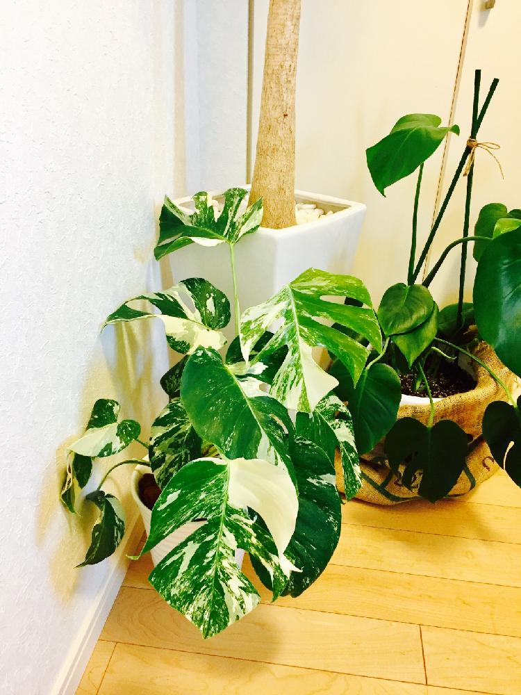 斑入りモンステラの投稿画像 By ミーナさん モンステラとホワイトモンステラと玄関と斑入り と植中毒と斑入り と植中毒 17月7月15日 Greensnap グリーンスナップ Greensnap グリーンスナップ