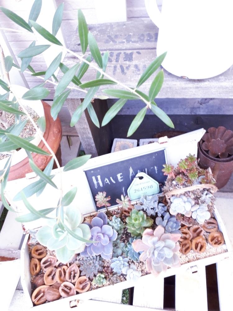 多肉植物の投稿画像 By ひーちゃんさん クルミの殻とサビサビとジャンクとリメイクと寄せ植えと植中毒と工具箱と多肉女子とタニラーとガーデニング 17月7月15日 Greensnap グリーンスナップ