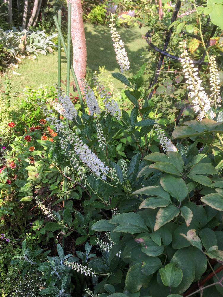 アメリカリョウブの投稿画像 By ベティさん 梅雨に負けないと植中毒と今日の一枚とガーデニングと花のある暮らしと咲いた 17月7月16日 Greensnap グリーンスナップ