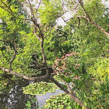 睡蓮の庭の画像 by nonさん | お出かけ先とエキナセアと睡蓮の庭とモネの池と大人ガーデン