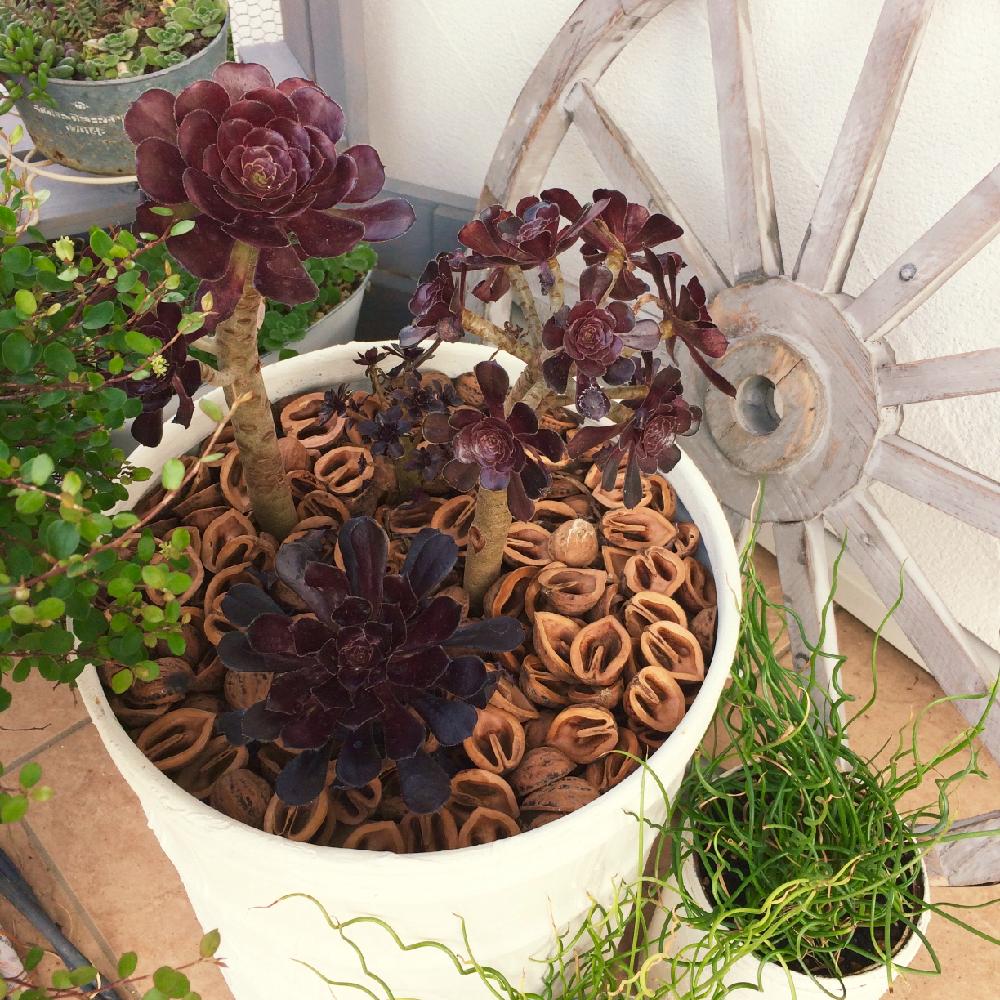 黒法師の投稿画像 By Rananさん クルミの殻とアエオニウム属と植中毒とナチュラルスタイルとリメイク缶 17月7月16日 Greensnap グリーンスナップ