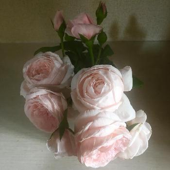 薔薇を愛でるの画像 by ビアンコさん | 玄関とナエマといい匂いと美しいと可愛いとバラを楽しむと薔薇を愛でる