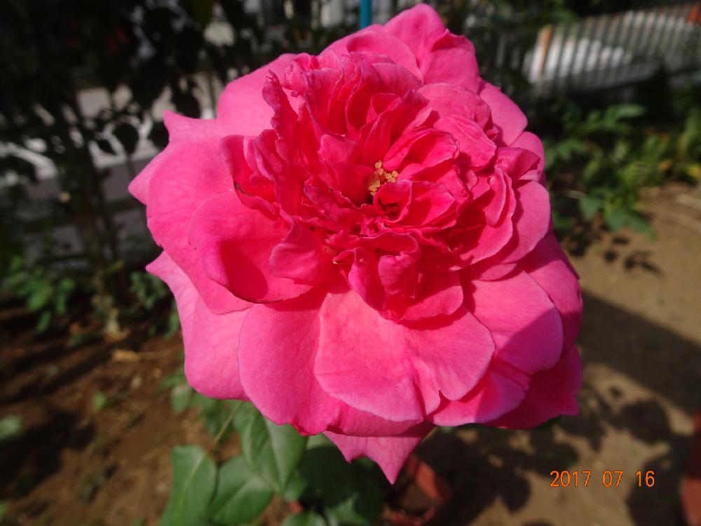 濃いピンク色の投稿画像 By たっちゃんさん 胸キュンなバラと植中毒とターシャの庭に憧れてと綺麗な花と花のある暮らし 17月7月16日 Greensnap グリーンスナップ