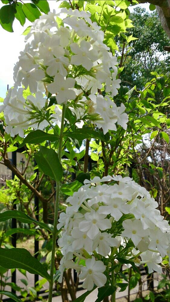 夏の花の投稿画像 By Miccoさん 今日の一枚と白い花と咲いた と庭の宿根草 17月7月16日 Greensnap グリーンスナップ