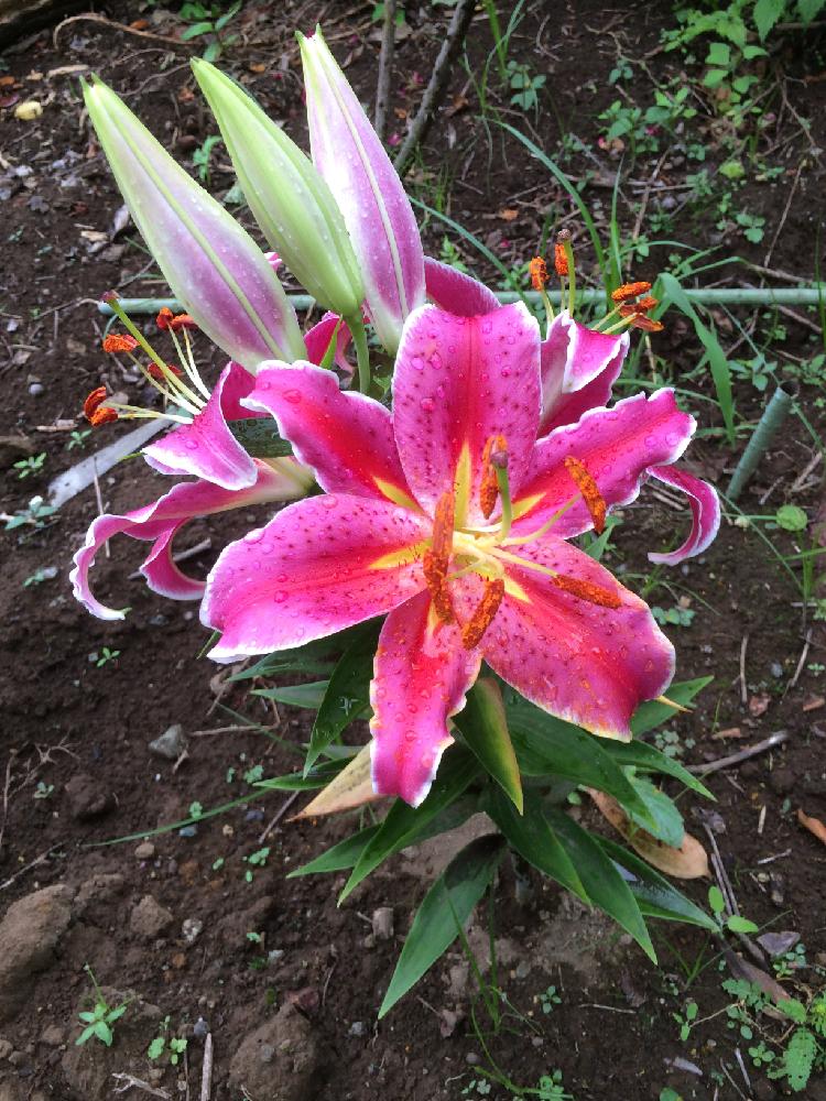 ユリ科の投稿画像 By Tutayaさん 梅雨に負けないと百合の花ときれいと植中毒と100万枚記念 とっておきの植物コンテストと花のある暮らし 17月7月16日 Greensnap グリーンスナップ