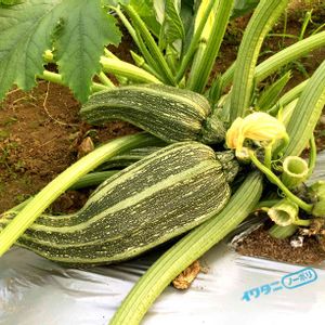 星型ズッキーニ,無農薬,オーガニック野菜 ,畑の画像