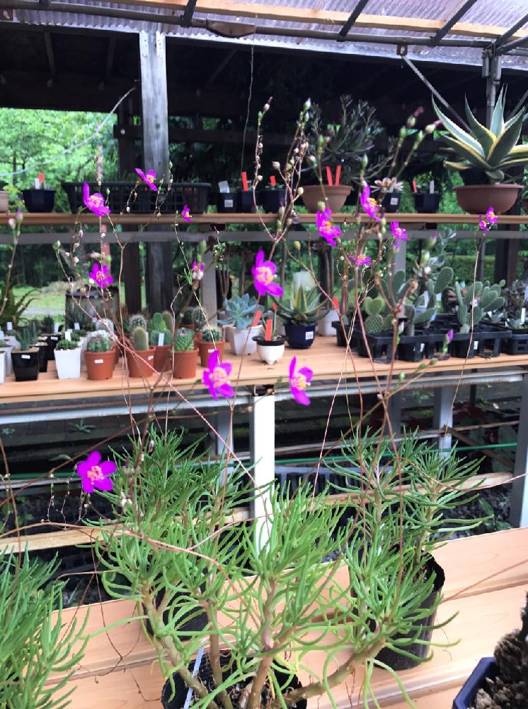 草花火の投稿画像 By まるぶんどうさん お出かけ先とタリナム属とスベリヒユ科と多肉花芽と多肉植物とタリナム属とスベリヒユ科と多肉花芽と多肉植物 17月7月17日 Greensnap グリーンスナップ Greensnap グリーンスナップ