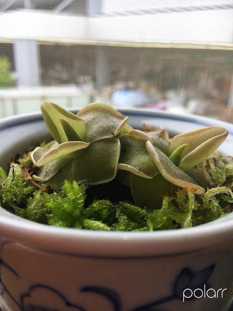 生水苔の投稿画像 By キムさん ムシトリスミレと花のある暮らしと食虫植物と今日の一枚 17月7月17日 Greensnap グリーンスナップ