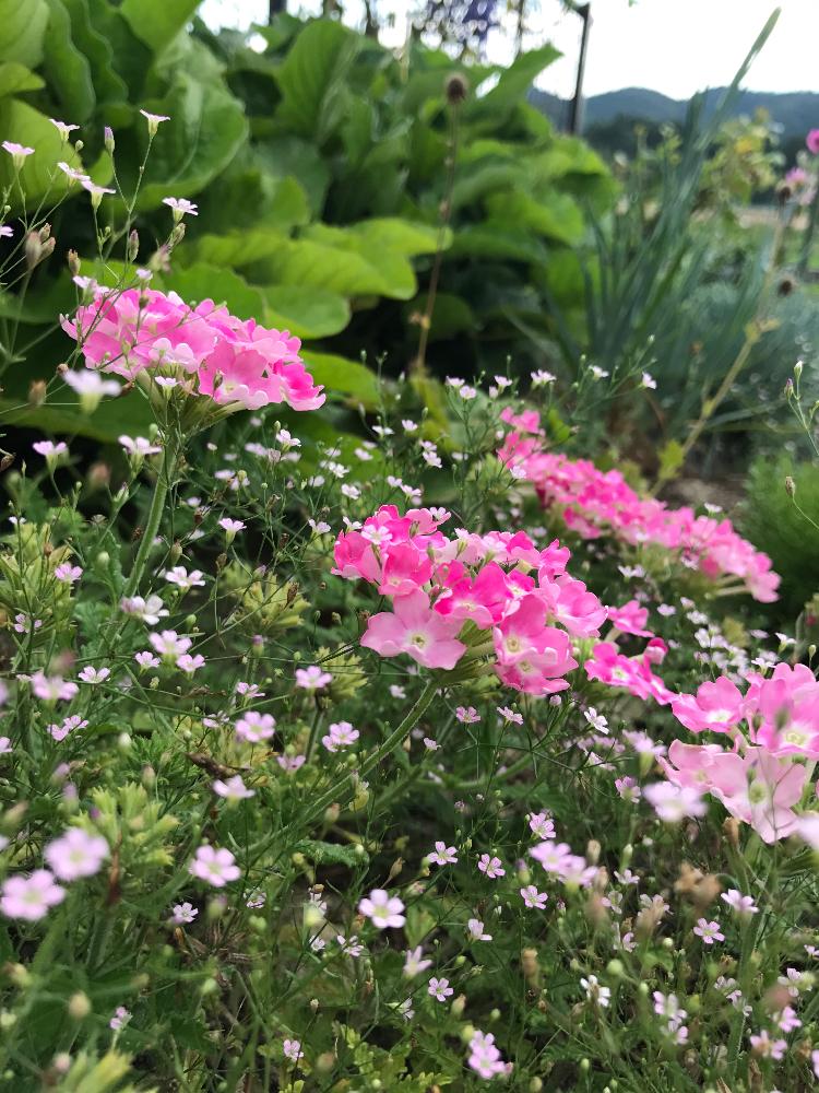 耐寒性宿根草の投稿画像 By スノーベルさん ピンクの花と今日のお花と花のある暮らしと一年草 17月7月17日 Greensnap グリーンスナップ