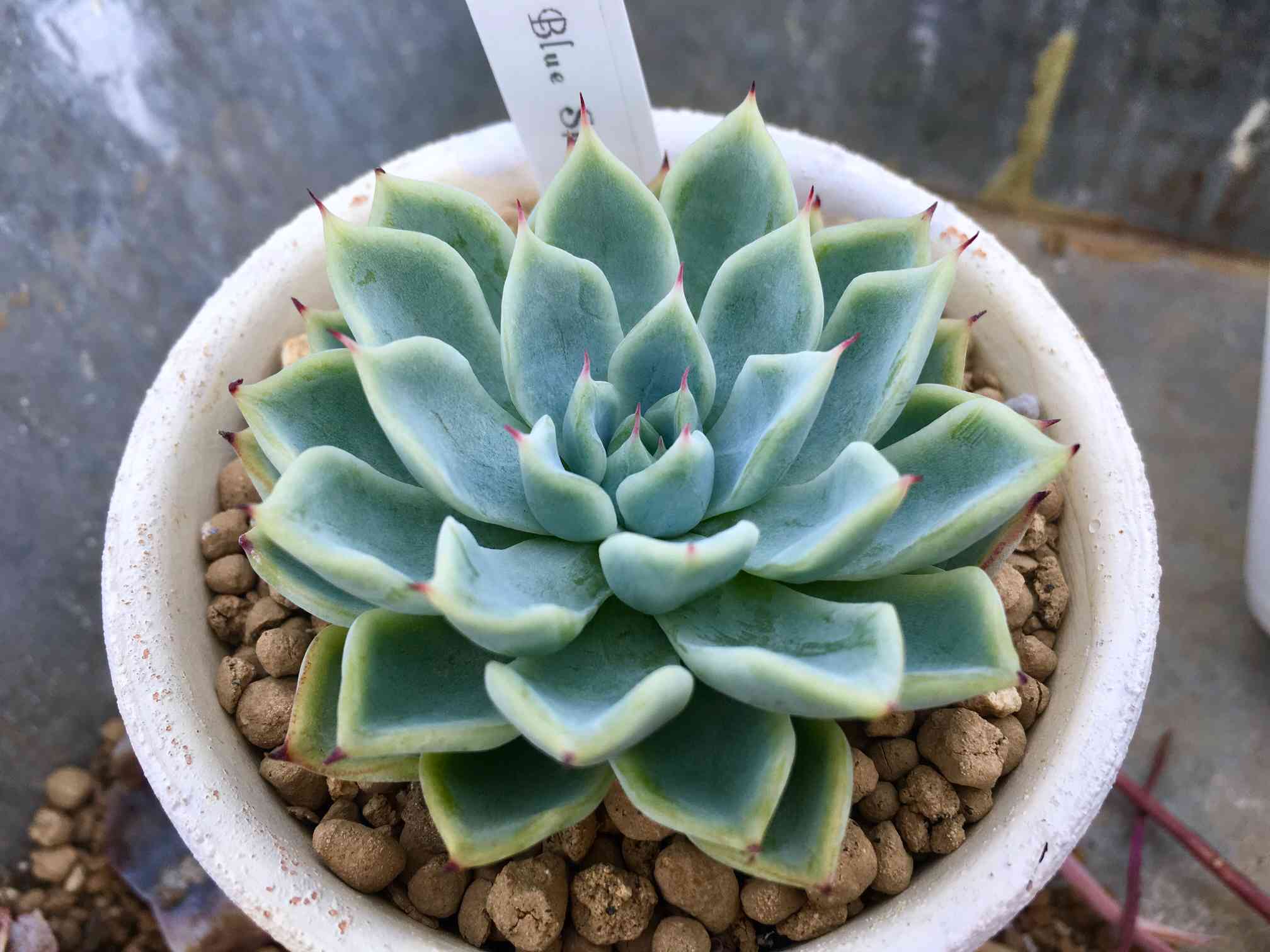 ブルースパインの一覧｜🍀GreenSnap（グリーンスナップ）