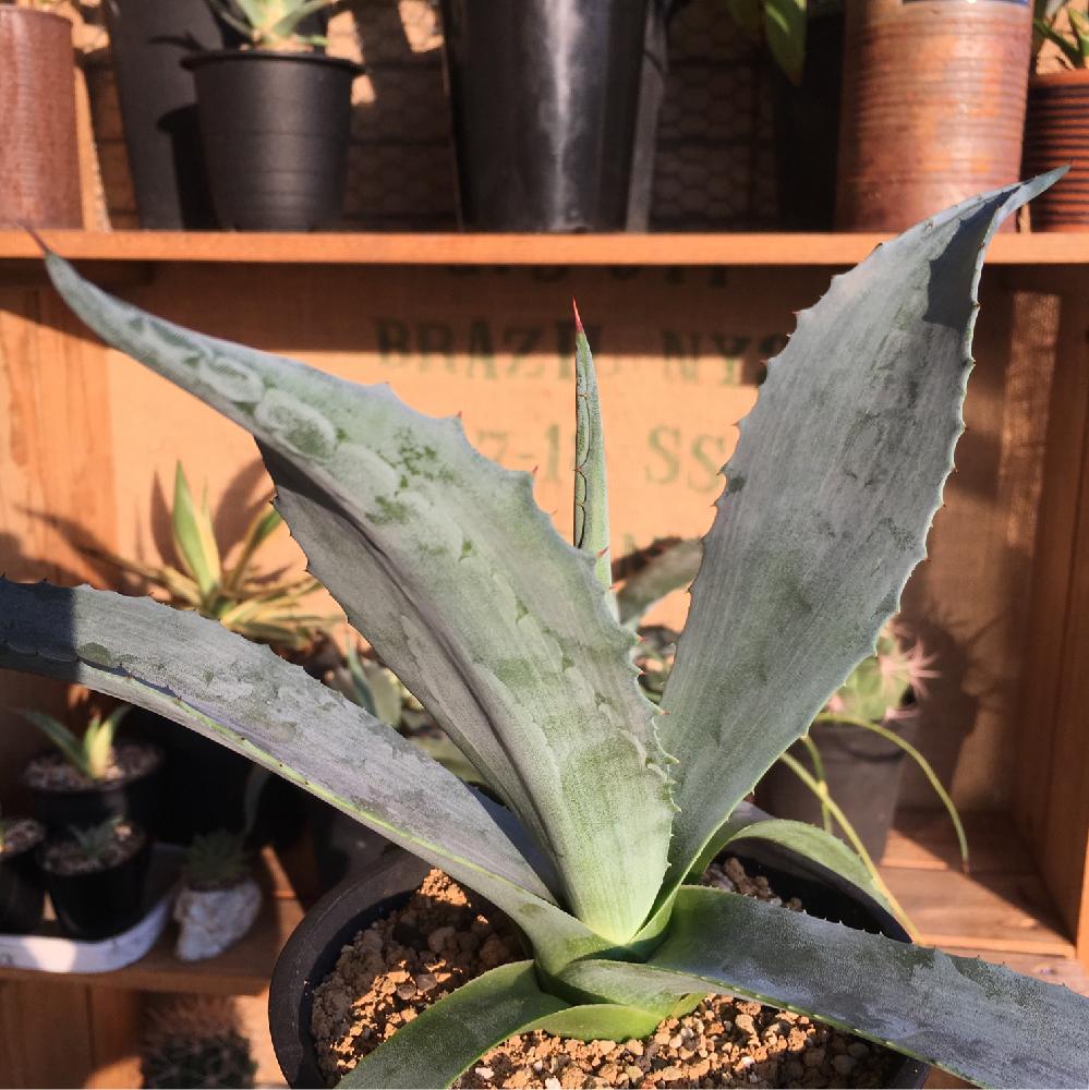 アオノリュウゼツランの投稿画像 By Kisselさん 夕焼けアガベと将来に期待とnice とアガベ属 17月7月17日 Greensnap グリーンスナップ