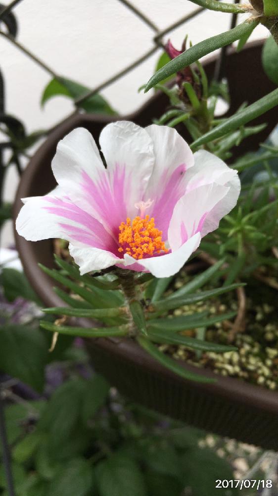 マツバボタンの投稿画像 By 花が好きさん 冬越しとありがとう とかわいい と夏の花と良いねぇ と癒される と涼しげ とまた来年も会えるかな と嬉しいなあ とガーデニングと花のある暮らし 17月7月18日 Greensnap グリーンスナップ