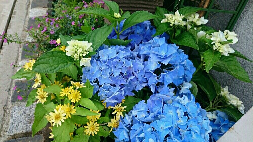 青い花の投稿画像 By Miyabinecoさん 夏の花と紫陽花 アジサイ あじさいとガーデニングと花のある暮らし 17月7月18日 Greensnap グリーンスナップ
