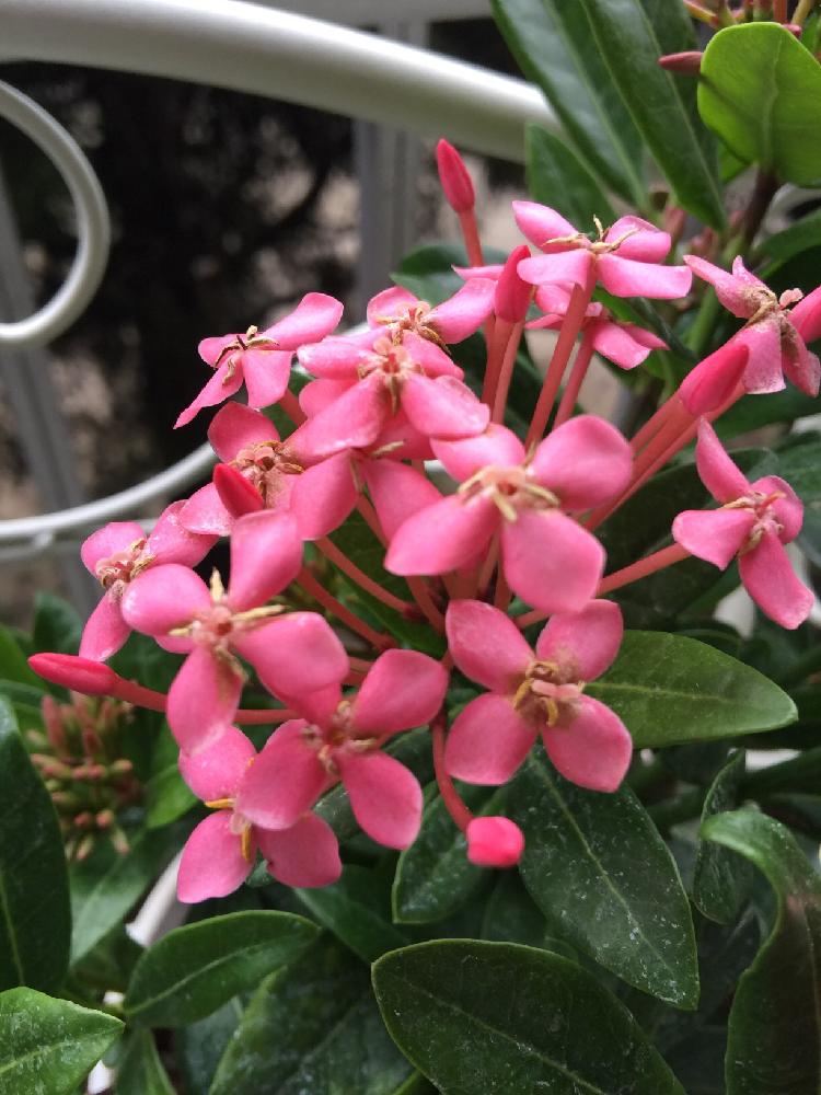 サンタンカ チャームピンクの投稿画像 By さつきさん 17月7月18日 Greensnap グリーンスナップ