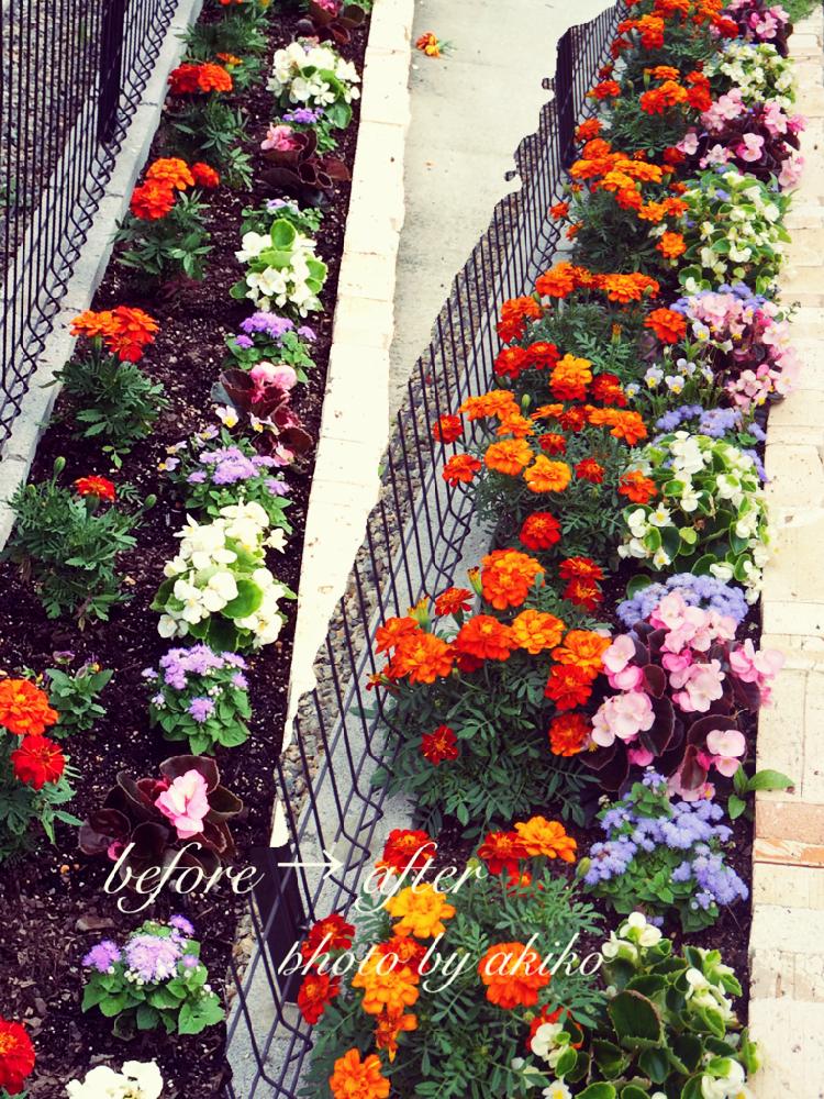 ベゴニアの投稿画像 By Akiko さん マリーゴールドと小さな庭と花のある暮らしと夏の花と過去の写真と花壇 とアゲラタムとビフォーアフターと花のある暮らしと夏の花と過去の写真と花壇とビフォーアフター 17月7月18日 Greensnap グリーンスナップ