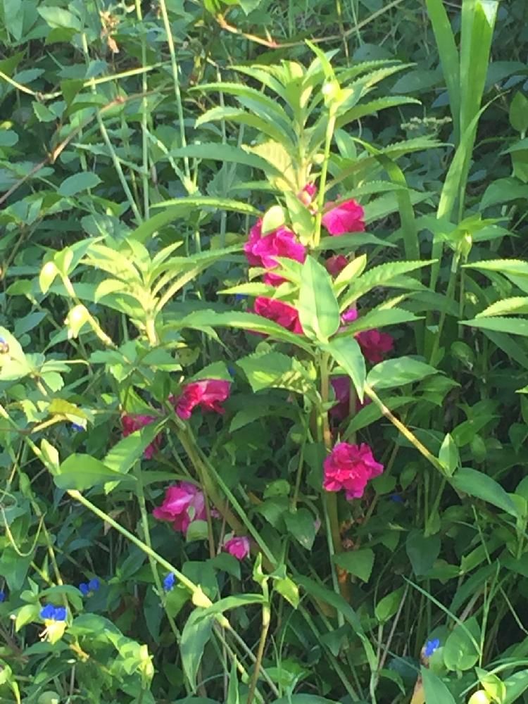 ホウセンカの投稿画像 By Totomaruさん 岩本山と野生 17月7月19日 Greensnap グリーンスナップ