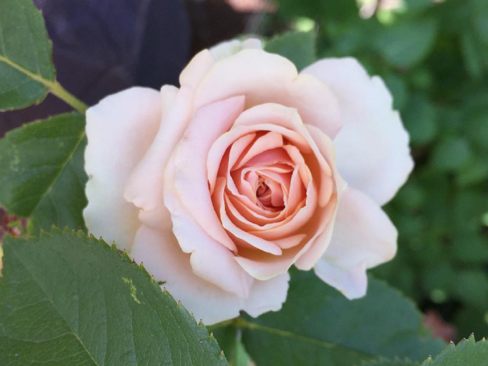 インフィニティローズの投稿画像 By Nao さん バラとバラを楽しむと花のある暮らし 17月7月19日 Greensnap グリーンスナップ