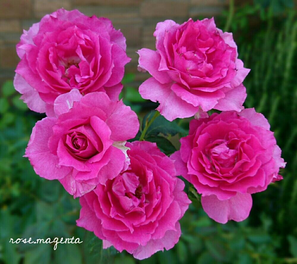 バラ シェエラザードの投稿画像 By Rose Magentaさん バラのある暮らしと花のある暮らしとバラの地植えとロサオリエンティスと薔薇 とバラ ミニバラとロザリアンとバラを楽しむ 17月7月19日 Greensnap グリーンスナップ