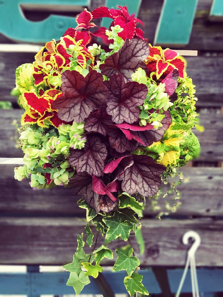 バルコニー ベランダの投稿画像 By 由良さん 夏のハンギングと今日の一枚と今日のお花と夏の寄せ植えと ハンギングバスケット コンテストと夏のハンギング と今日の一枚と今日のお花と夏の寄せ植えと ハンギングバスケット コンテスト 17月7月日 Greensnap