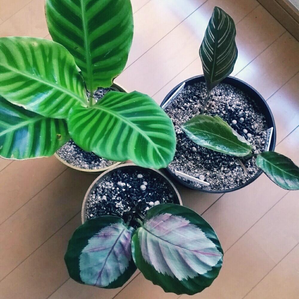 カラテア ビカジュー の投稿画像 By Wrimaさん カラテア ロゼオピクタロージーとカラテア セブリナとカラテアとカラテア サンデリアーナ と観葉植物とカラテア属とゴールデン粒状 17月7月日 Greensnap グリーンスナップ