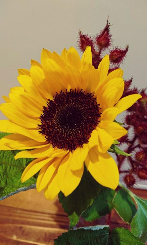 ヒマワリの投稿画像 By 荒田珈琲さん オフィスと今日の一枚と黄色い花と今日のお花と切り花 17月7月日 Greensnap グリーンスナップ